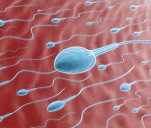 精子为什么会死?死精危害有哪些